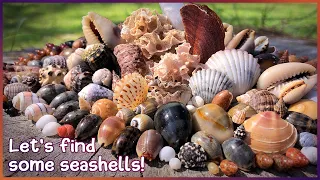 Finding Microshells  | Rare Royal Bubbles in the Shell Pile #shelling