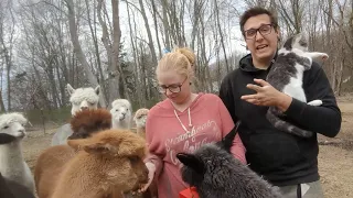 How to Get Started With Alpacas