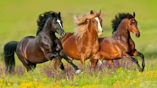 Песня о лошадях