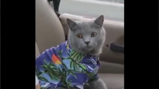 ЛУЧШИЕ ПРИКОЛЫ с котами 2016  Самые смешные видео про кошки и коты  Подборка приколов на канале Андр