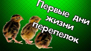 У нас вылупились перепелята. Первые дни жизни малышей.