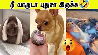 உண்மைய சொல்ல யாரு நீ 🤣 | விலங்குகளின் Mind Voice comedy | Hoomans