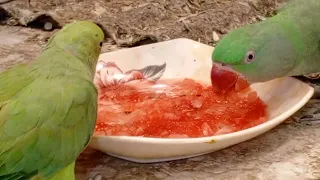Best food for parrots#subscribe #talkingparrots  #ringneck #viral #parrotlovers #tarboz#watermelon