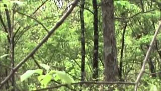 Possible Bigfoot footage (Possibly the best footage ever) PROVEN FAKE!