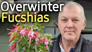 How to Overwinter Fuchsias