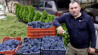 HOMEMADE WINE from HOME-GROWN GRAPES