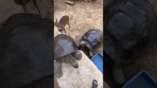 Hungry Aldabra Giant Tortoises