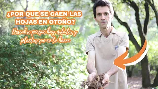 ¿Por que se CAEN las HOJAS de los ARBOLES en OTOÑO? CIRA Jardineria