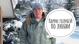 Парую голубей по любви!