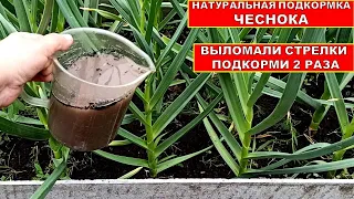 ЧЕСНОК ТОЛСТЕЕТ НА ГЛАЗАХ! ОРГАНИЧЕСКАЯ ПОДКОРМКА ЧЕСНОКА. Удобрение из Золы в Июне, Июле.