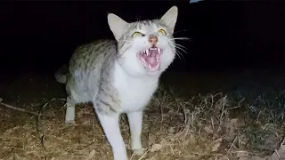 Angry Stray Cats  Asking For Food By Staring