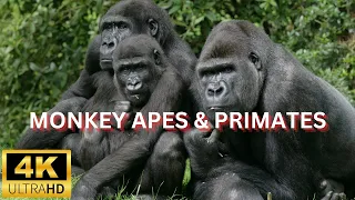 4k Primate Paradise: Monkeys and Apes Living in Harmony with Nature