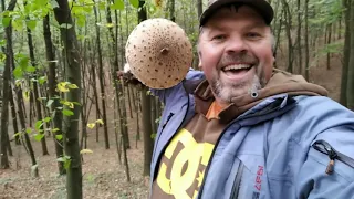 Мега поляна гриба ЗОНТИКА ГИГАНТСКОГО и круг из ШАМПИНЬОНОВ ПЕРЕЛЕСКОВЫХ