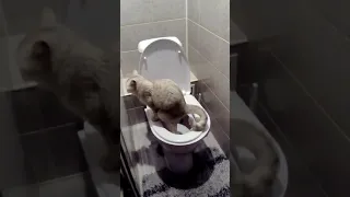 Кошка ходит в унитаз 🚽