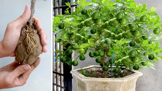 Planting Lemons Grandma's Way, Surprisingly Yielding Many Fruits