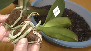 Новые ОРХИДЕИ и квашеная КОРА. Посадить маленькую орхидею в квашеную кору. Новый эксперимент! 🔥🔥🔥