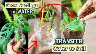 Move Water to Soil - Propagate Indoor Plants