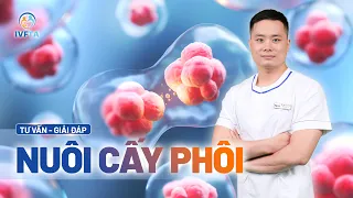 Nuôi cấy phôi là gì? Ý nghĩa, điều kiện tiêu chuẩn và quy trình [A-Z] | ThS Vũ Đình Hợp | IVFTA