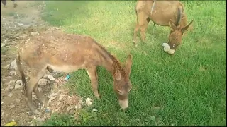 two donkies are eating grass | donkey village life | donkey grazing grass #donkeylife #donkies