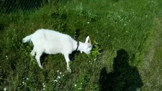 Когда лучше покрыть козу.