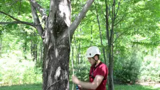 Pony Tail Redirect for tree climbing