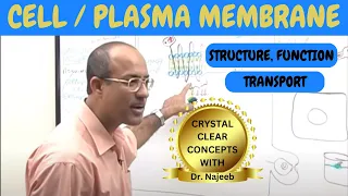 Cell or Plasma Membrane | Structure , Function & Transport🧬