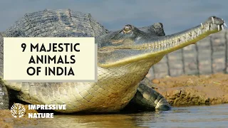 9 Majestic Animals of India's Wildlife