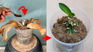 This magical water instantly revives any rotten orchids