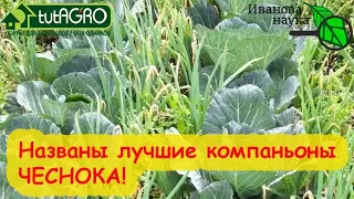 С ЧЕМ ПОСАДИТЬ ЧЕСНОК? Уникальная схема посадки чеснока: вместо трех сестёр - сестра и 2 брата!