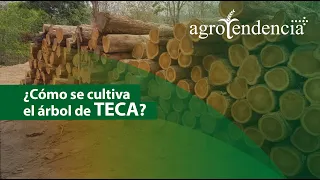 Potencialidades de la MADERA TECA