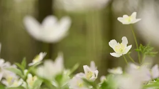 Flower video background