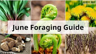 Monthly UK Foraging Guide: June