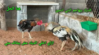 كيف اتعامل مع الديك اللي بيضرب بني ادمين وكيف افعل للديك اللي يخاف مني ولا اقدر امسكه 🏇🐓