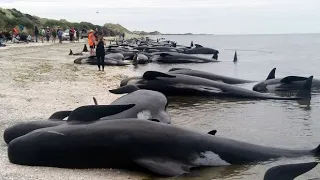 Сотни черных дельфинов-гринд выбросились на берег в Тасмании 2020