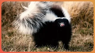 Why Do Skunks Smell So Awful? | Animal Armoury | Real Wild