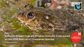 El Rincon Stream frog