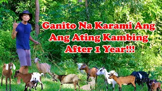 Nagsimula Sa Isang Kambing - Ganito Na Karami After 1 Year | GOAT FARMING | #goatfarming #nativegoat