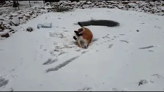 Alice the fox. Difficult tricks on slippery ice.