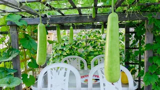 Small Garden Tour Harvesting Vegetables