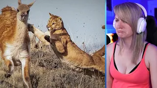 15 Merciless Puma Encounters Caught On Camera Part2