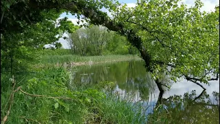 Wiosenny śpiew ptaków nad małym leśnym stawem, uspokajające odgłosy natury, relaksująca zieleń flory