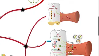 Mapas mentales hematologia - Anemia aplasica y mieloptisica