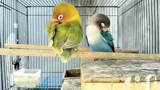 Lovebird Chirping Sounds - Blue Opaline & Parblue Euwing Opaline