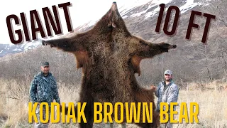 "Giant, 10-Foot Kodiak Island Alaska Brown Bear Hunt" MDMM Lost Season #7, spring grizzly guide