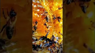 Honey harvesting from mountain