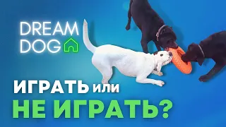 Играть с другими 🐶 Можно ли давать собаке беситься с сородичами 🐕 Какая нужна социализация щенку 🐩