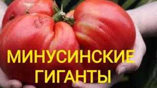 Томаты МИНУСИНСКИЕ!!!👍👍👍😍13 сортов томатов!