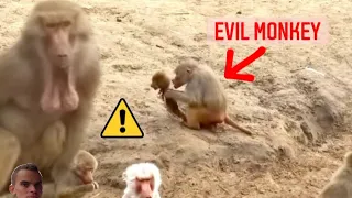 ZOMBIE monkey EATS BABY ! Crazy baboon with NUTS on his chin [ORIGINAL VIDEO]