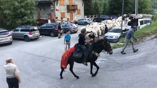 #transumanza #vallemaira mandria vacche razza piemontesi di Roberta Colombero #lattefresco