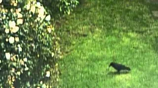 A Handsome Crow in my Garden 2012